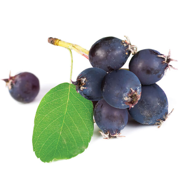  Brzoskwinia Prunus persica "Reliance"