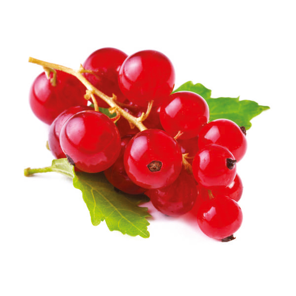  Brzoskwinia Prunus persica "Reliance"