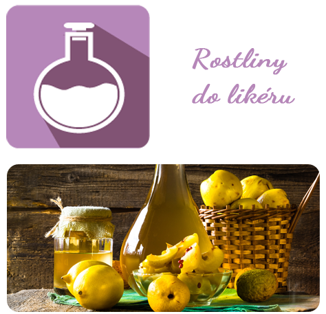 rostliny-do-likeru
