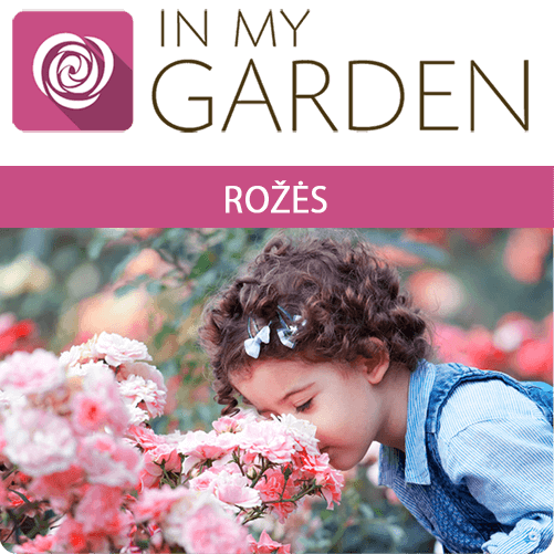 roze LT